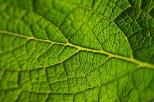 GREEN MALAY KRATOM