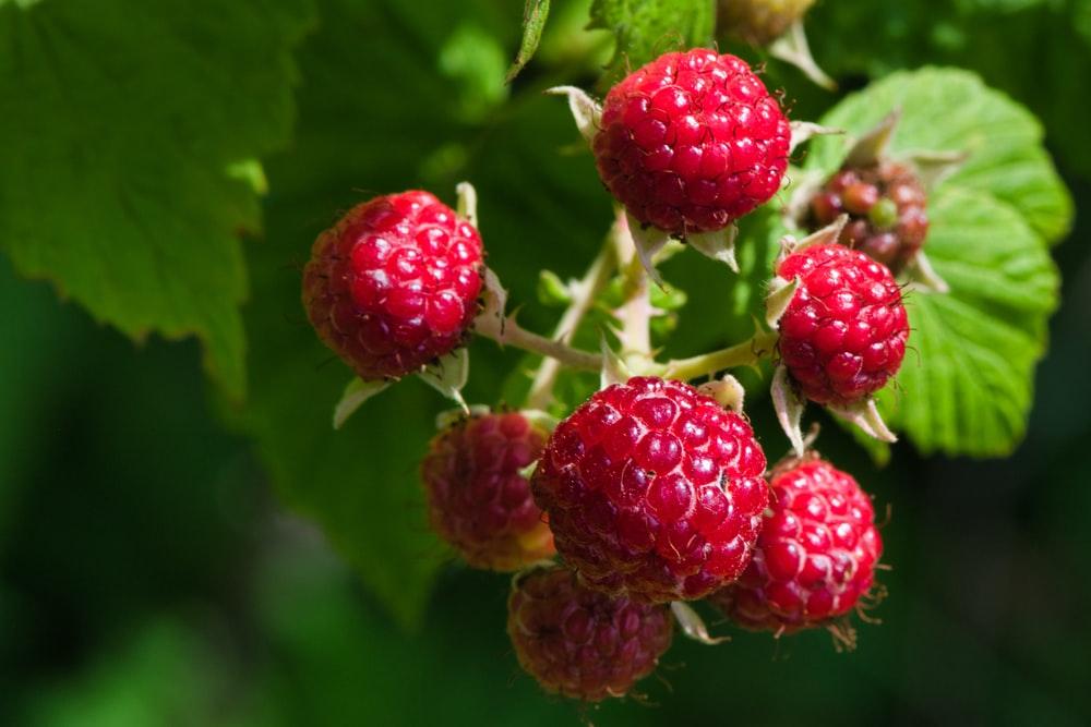 Advantages To Producing Your Own Raspberries