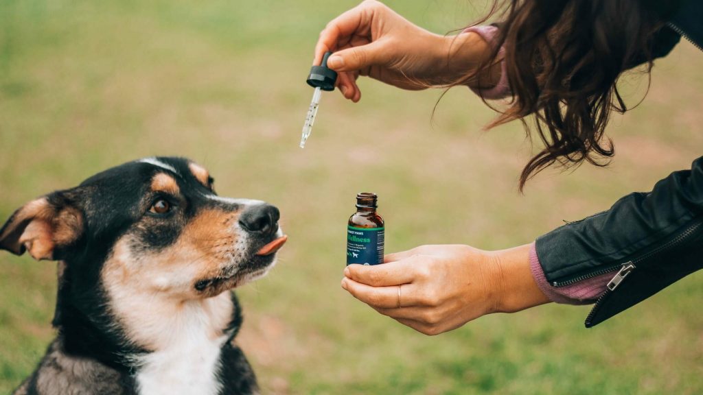 cbd oil for dogs