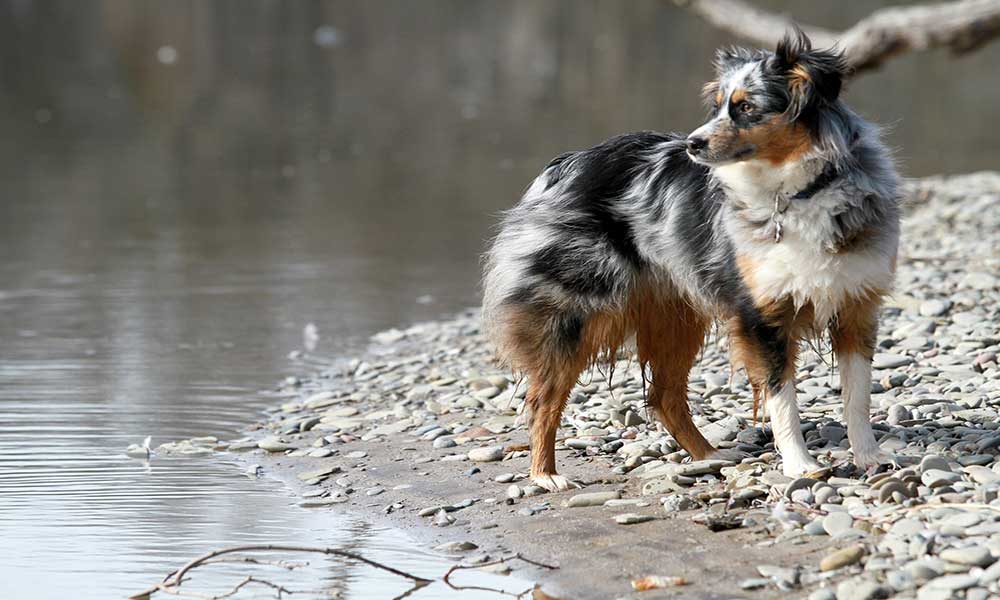 Best Treat Ideas For Your Australian Shepherds