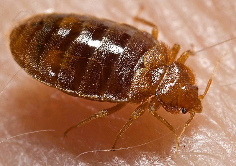 Check For Bed Bugs Living In Your Carpet