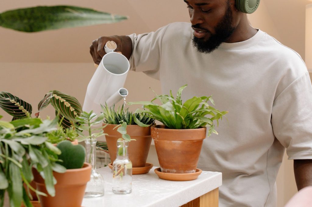 Right Indoor Plants