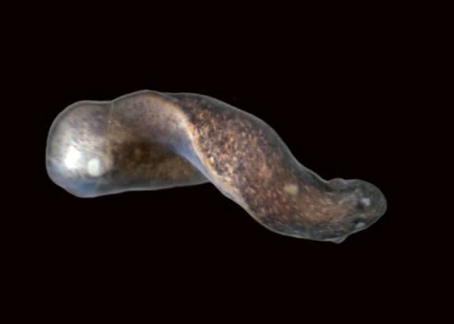 Which Of The Following Is An Unsegmented Worm With A Pseudocoelom?