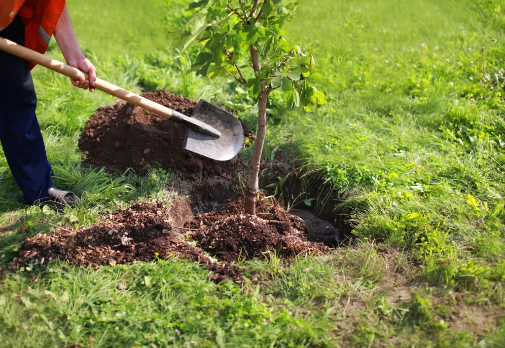 planting trees outside home