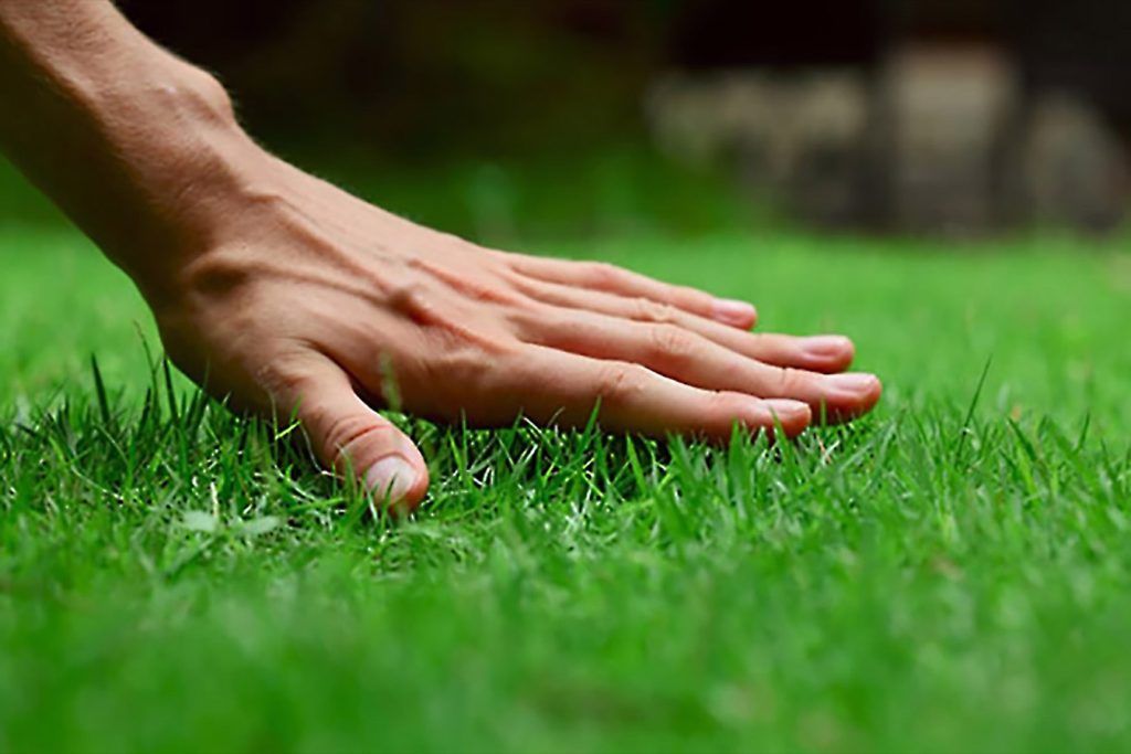Lawn Care Techniques and Tips for Hot and Dry Climates