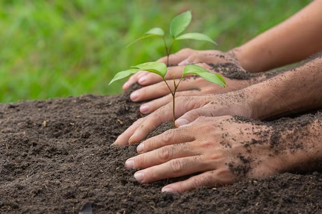 You Should Plant a Tree in Memory of Someone