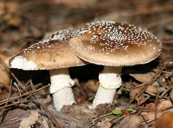 Amanita Pantherina Fascinating Facts