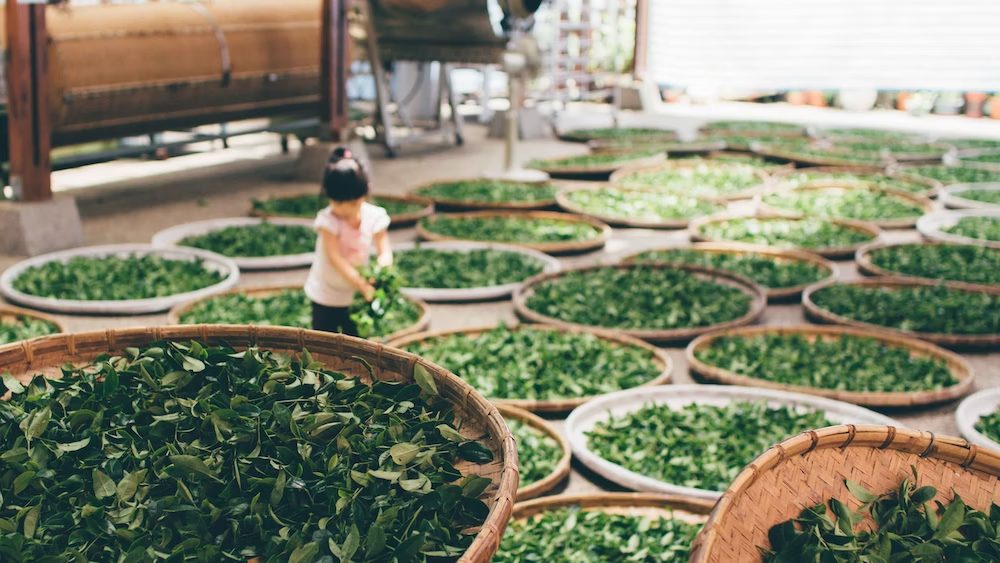 Kratom vs. Coffee: Exploring the Benefits for Study, Work, and Focus
