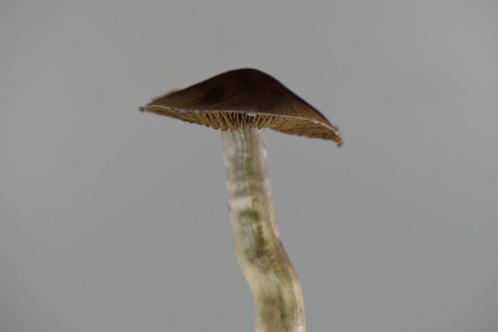 Blue Meanie Mushroom