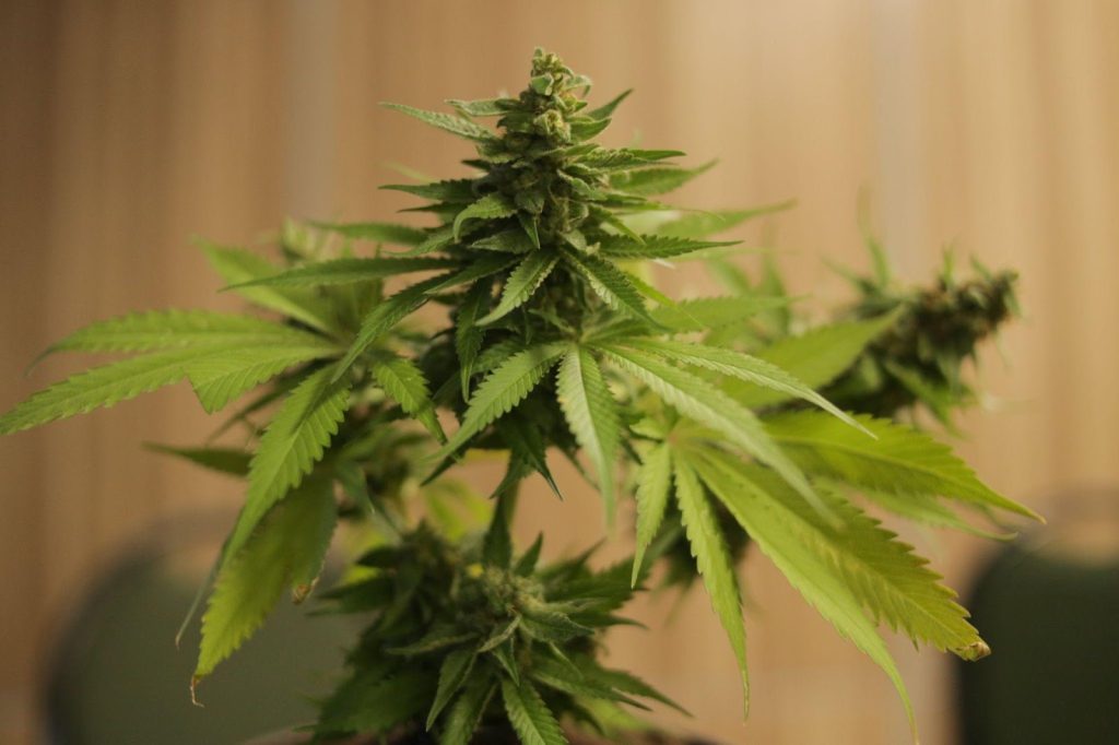 Magic Of THCA Flowers