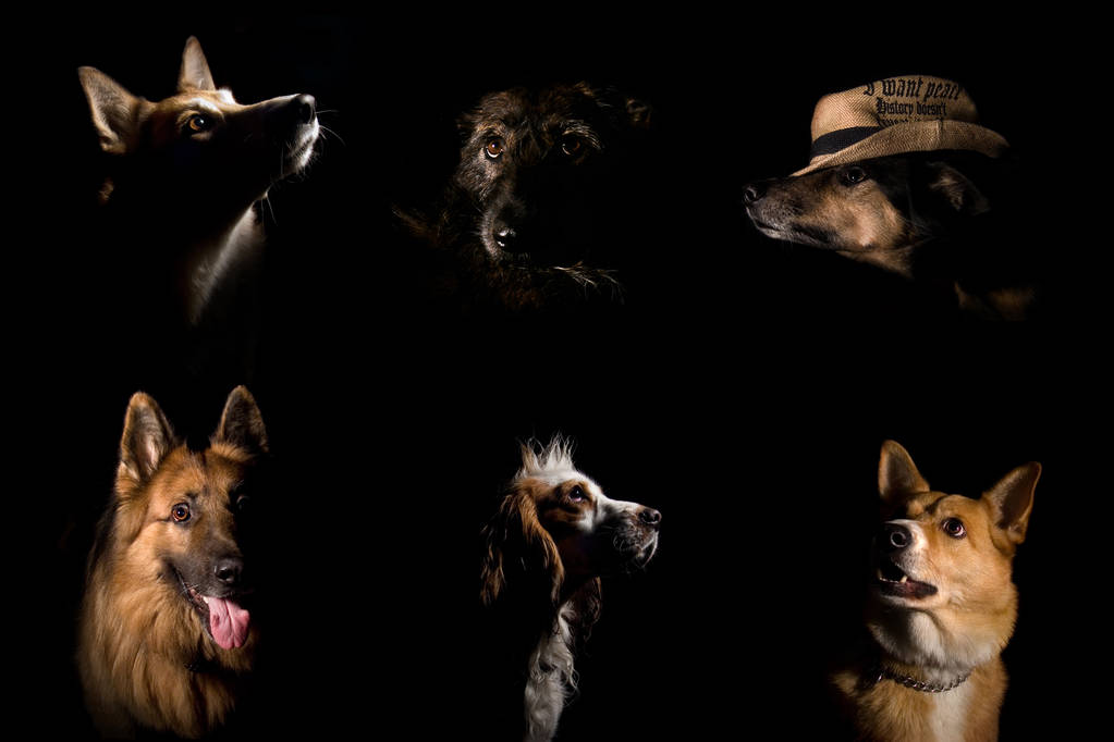 Top 10 Easy-Going Dog Breeds for a Peaceful Pet