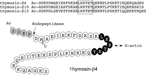 Thymosin Alpha-1 Peptide Overview