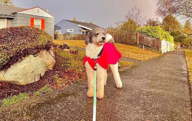 History and Origins of the Sheepadoodle
