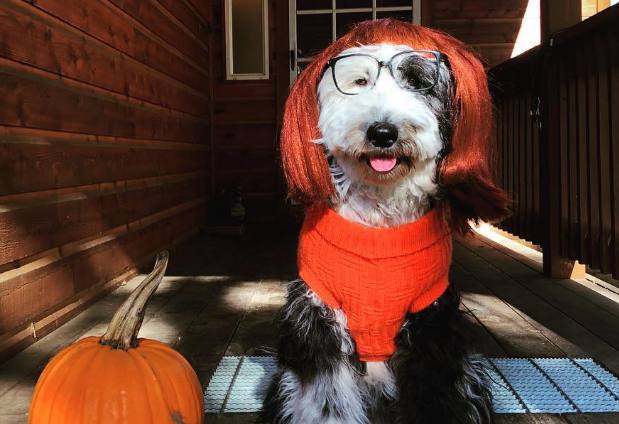 Pros and Cons of Owning a Sheepadoodle