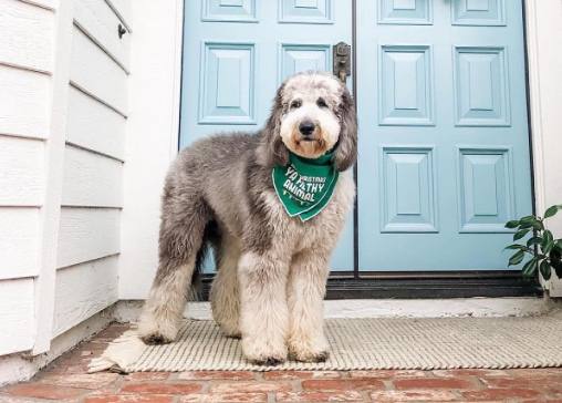 Sheepadoodle Appearance: Size, Weight and Coat