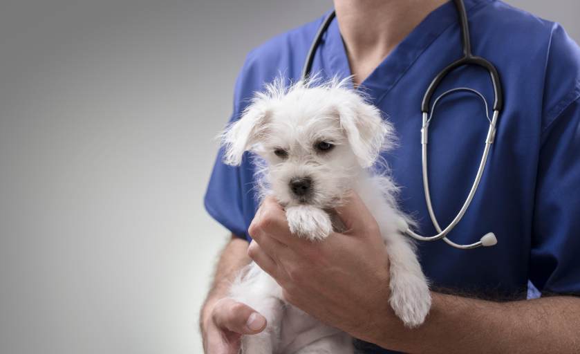 6 Expert Tips For Finding A Trustworthy Local Veterinarian