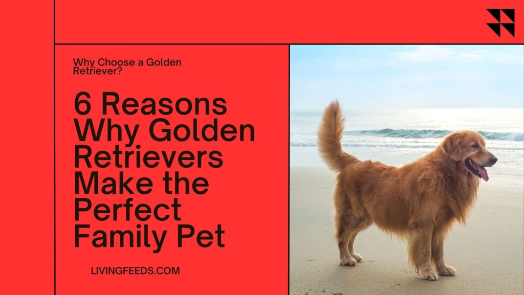 6 Reasons Why Golden Retrievers Make the Perfect Family Pet