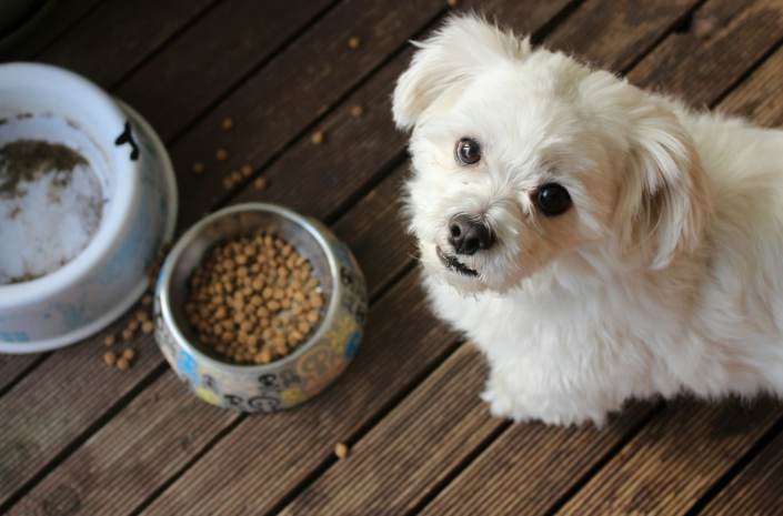 Tips for Choosing the Best Pet Food for Your Furry Friend