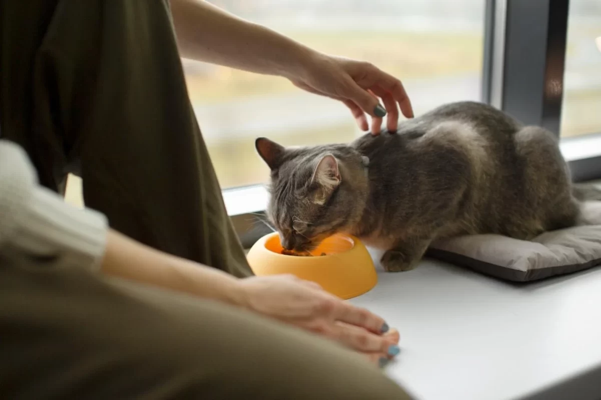 Raw Nutrition for Furry Friends: The Power of Bold by Nature Pet Food